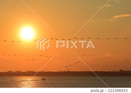 夕方に東京湾上空を移動するカワウの群れ 夕方に東京湾上空を移動するカワウの群れ 122306033