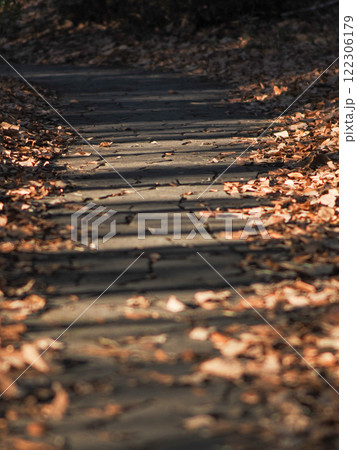 秋の落ち葉が敷き詰められた小道｜穏やかな自然を感じる風景写真   122306179