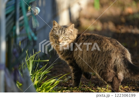 にらみつける猫 122306199