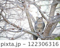 木の上で遊ぶ野良猫 木の上で遊ぶ野良猫 122306316