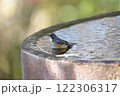 水浴びをするルリビタキ 水浴びをするルリビタキ 122306317
