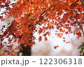 真っ赤な紅葉 真っ赤な紅葉 122306318