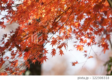 真っ赤な紅葉 122306318