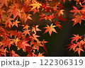 赤く染まったモミジの葉 赤く染まったモミジの葉 122306319