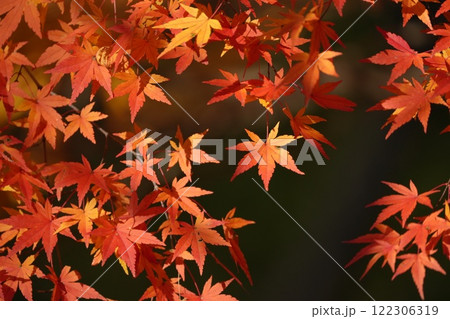 赤く染まったモミジの葉 122306319