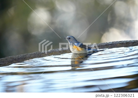 水辺に止まるルリビタキ 水辺に止まるルリビタキ 122306321