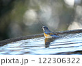 水辺に止まるルリビタキ 水辺に止まるルリビタキ 122306322
