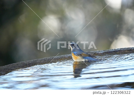 水辺に止まるルリビタキ 水辺に止まるルリビタキ 122306322
