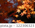 紅葉したモミジ 紅葉したモミジ 122306323
