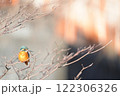 枝にとまるカワセミ 枝にとまるカワセミ 122306326