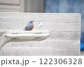 水場に来たイソヒヨドリ 水場に来たイソヒヨドリ 122306328