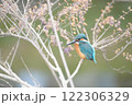獲物を狙うカワセミ 獲物を狙うカワセミ 122306329