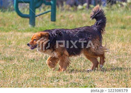 Stray Dog in Park Stray Dog in Park 122306579