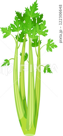 Fresh green celery stalks with leaves are growing on a white background, creating a vibrant and healthy image perfect for food, nutrition, or healthy lifestyle projects Fresh green celery stalks with leaves are growing on a white background, creating a vibrant and healthy image perfect for food, nutrition, or healthy lifestyle projects 122306648
