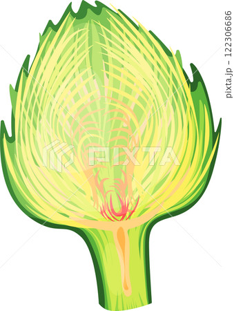 Detailed cross section of an artichoke revealing its intricate internal structure, with tightly packed leaves and delicate fibrous textures highlighting the heart of the edible thistle 122306686