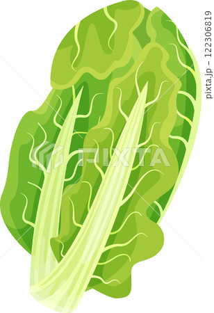 Vibrant green chard leaf features prominent veins and a thick stem, highlighting freshness and health benefits, perfect for promoting healthy eating and vegetarian lifestyles Vibrant green chard leaf features prominent veins and a thick stem, highlighting freshness and health benefits, perfect for promoting healthy eating and vegetarian lifestyles 122306819