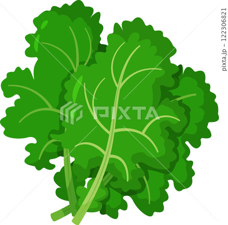 Vibrant illustration of fresh green kale leaves, showcasing detailed textures and rich colors. Perfect for promoting healthy eating, nutrition, and organic food concepts Vibrant illustration of fresh green kale leaves, showcasing detailed textures and rich colors. Perfect for promoting healthy eating, nutrition, and organic food concepts 122306821