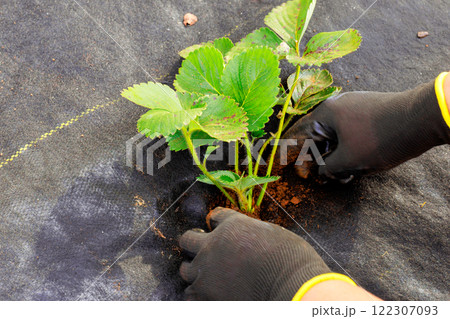Agricultural worker planting strawberry seedlings in prepared bed of soil Agricultural worker planting strawberry seedlings in prepared bed of soil 122307093