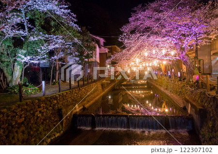 城崎温泉夜桜ライトアップ(兵庫県-城崎温泉) 122307102