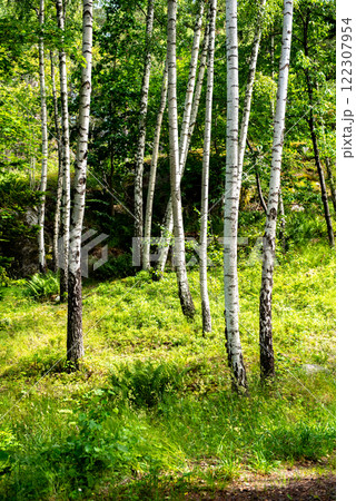Betula pendula, commonly known as silver birch, warty birch, European white birch, or East Asian white birch, is a species of tree in the family Betulaceae Betula pendula, commonly known as silver birch, warty birch, European white birch, or East Asian white birch, is a species of tree in the family Betulaceae 122307954