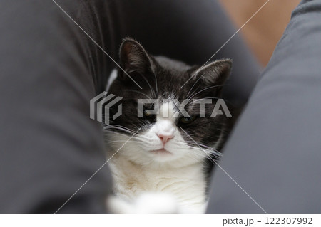 クッションでくつろぐ猫 クッションでくつろぐ猫 122307992