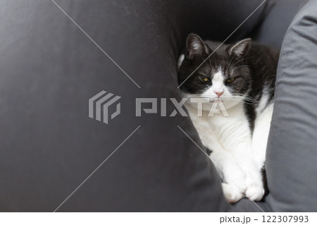 クッションでくつろぐ猫 クッションでくつろぐ猫 122307993