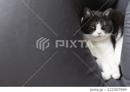 クッションでくつろぐ猫 クッションでくつろぐ猫 122307994