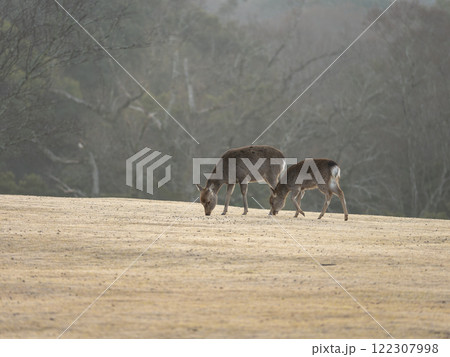 草を食べる奈良公園飛火野の鹿 122307998