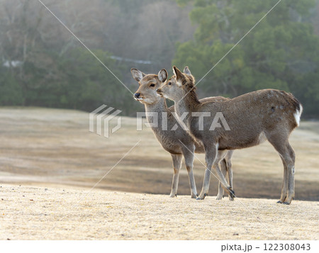 冬の奈良公園飛火野の鹿 冬の奈良公園飛火野の鹿 122308043