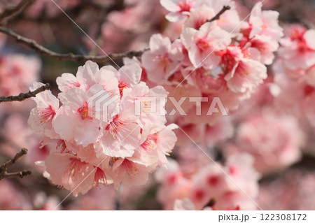 春の訪れを告げる満開の桜 122308172