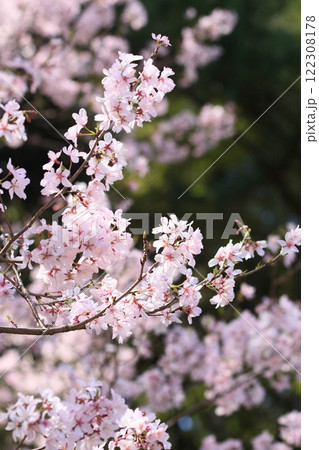 春の訪れを告げる満開の桜 春の訪れを告げる満開の桜 122308178