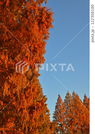 青空に映える紅葉のメタセコイア並木　運動公園 122308180