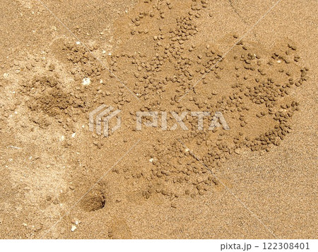 干潟の蟹の穴 干潟の蟹の穴 122308401