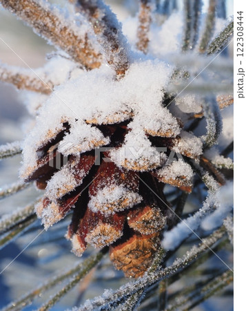 霜の降りた朝の松ぼっくり(202412300739) 霜の降りた朝の松ぼっくり(202412300739) 122308444