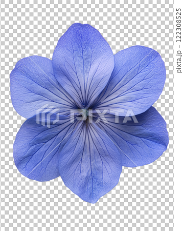 beautiful blue flower with delicate petals and intricate details 122308525