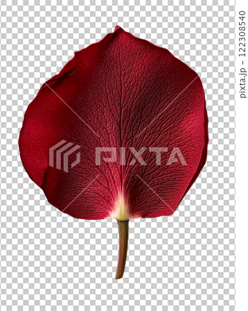 vibrant red rose petal showcasing intricate textures and details 122308540