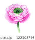 Watercolor hand drawn pink ranunculus flower isolated on white background. Botanical illustration of buttercup. Floral clipart for greeting cards, wedding invitations, packaging, scrapbooking 122308746
