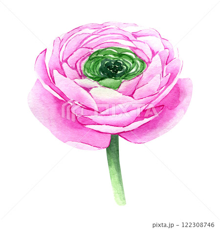 Watercolor hand drawn pink ranunculus flower isolated on white background. Botanical illustration of buttercup. Floral clipart for greeting cards, wedding invitations, packaging, scrapbooking 122308746
