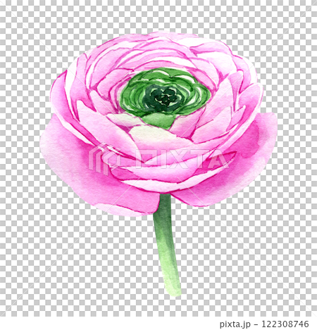 Watercolor hand drawn pink ranunculus flower isolated on white background. Botanical illustration of buttercup. Floral clipart for greeting cards, wedding invitations, packaging, scrapbooking 122308746
