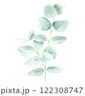 Eucalyptus watercolor hand drawn isolated on white background. Botanical illustration of branch. Floral clipart element for wedding invitations, greeting cards, design of stationery, packaging 122308747