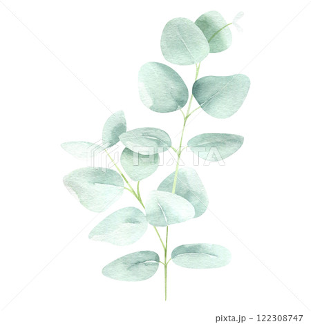 Eucalyptus watercolor hand drawn isolated on white background. Botanical illustration of branch. Floral clipart element for wedding invitations, greeting cards, design of stationery, packaging 122308747