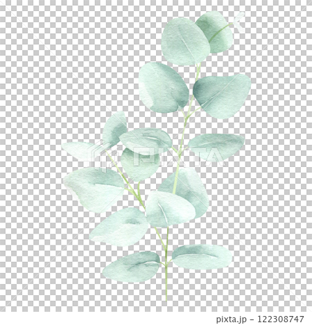 Eucalyptus watercolor hand drawn isolated on white background. Botanical illustration of branch. Floral clipart element for wedding invitations, greeting cards, design of stationery, packaging 122308747