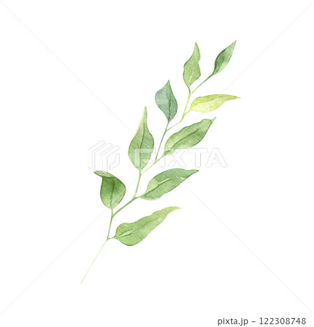Watercolor Hand drawn greenery illustration isolated on white background. Botanical clipart element. Branch with leaves. Perfect for greeting cards, wedding invitations, packaging, scrapbooking 122308748