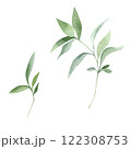 Green leaves watercolor hand drawn isolated on white background. Botanical illustration of branch. Floral clipart element for wedding invitations, greeting cards, design of stationery, packaging 122308753