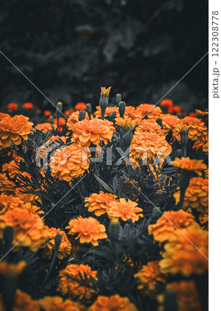 オレンジの花畑のイメージ 122308778