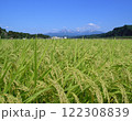 お米_稲穂の状況_新潟 122308839
