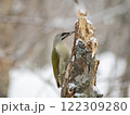 折れた木をつつく冬のヤマゲラ（北海道） 122309280
