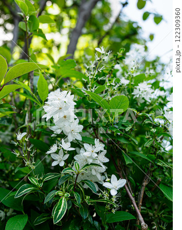 ヒメウツギのイメージ ヒメウツギのイメージ 122309360