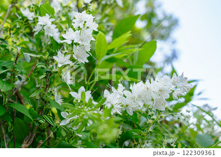 ヒメウツギのイメージ ヒメウツギのイメージ 122309361