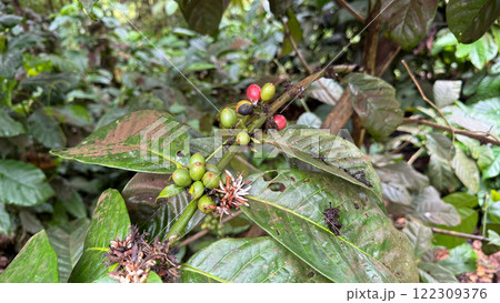 Robusta coffee branch with green to red cherries and blossoms Robusta coffee branch with green to red cherries and blossoms 122309376